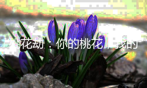 桃花劫：你的桃花，我的劫！